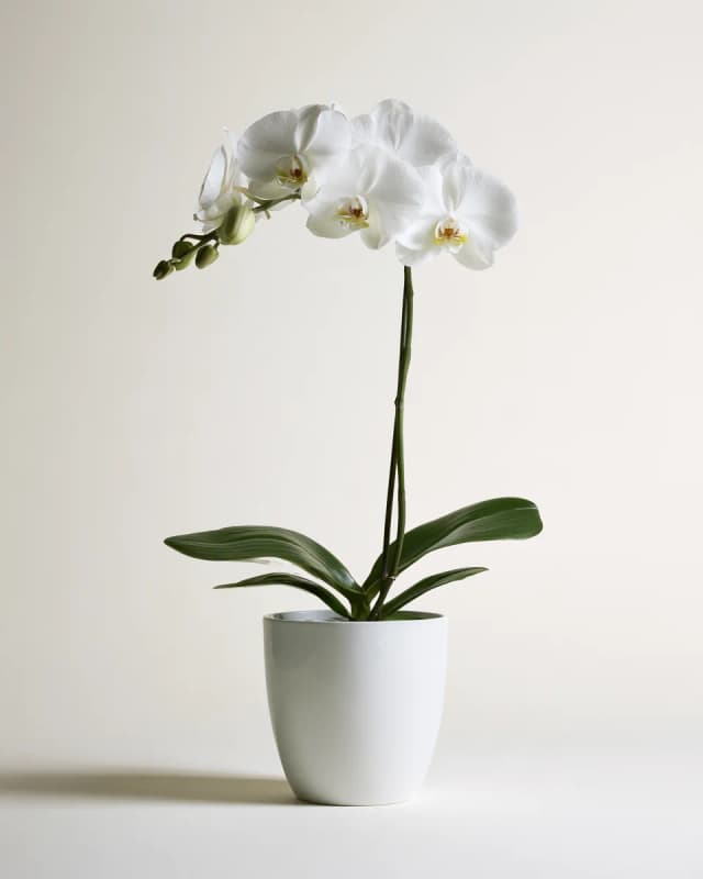 White Orchid