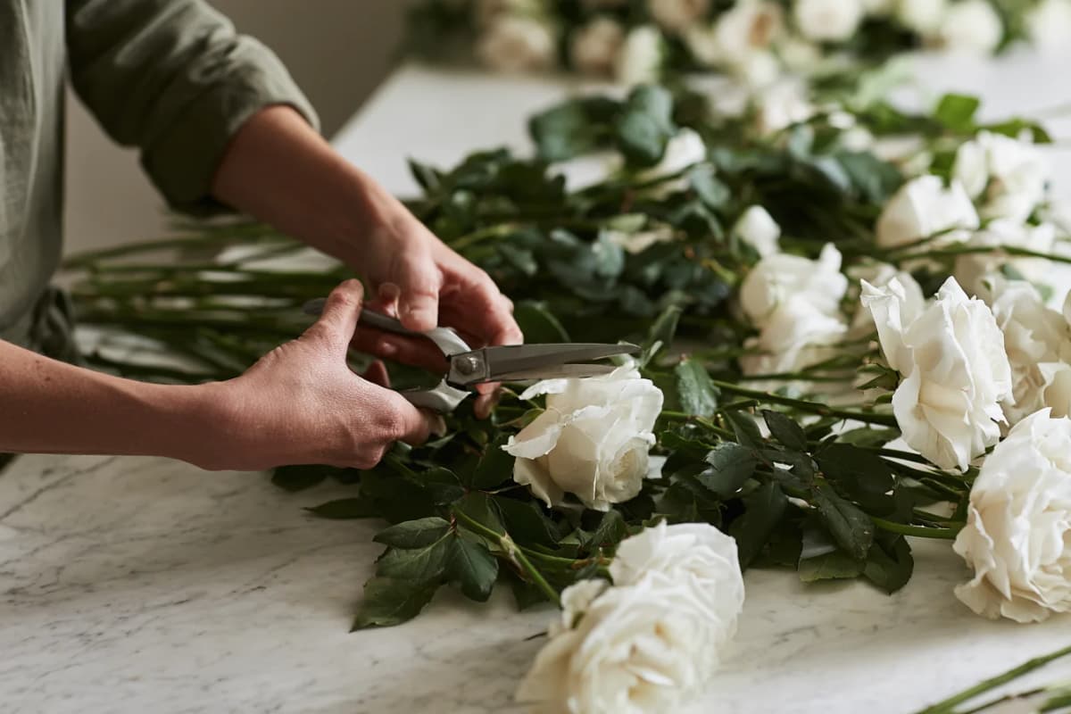 Cutting white garden roses for the day's orders.